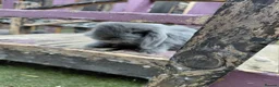 French Lop rabbits for sale: Vaccinated french lops to reserve  - Advert 5