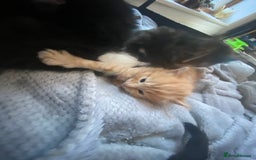 Mixed Breed cats for sale: 9 beautiful healthy kittens - Image 1