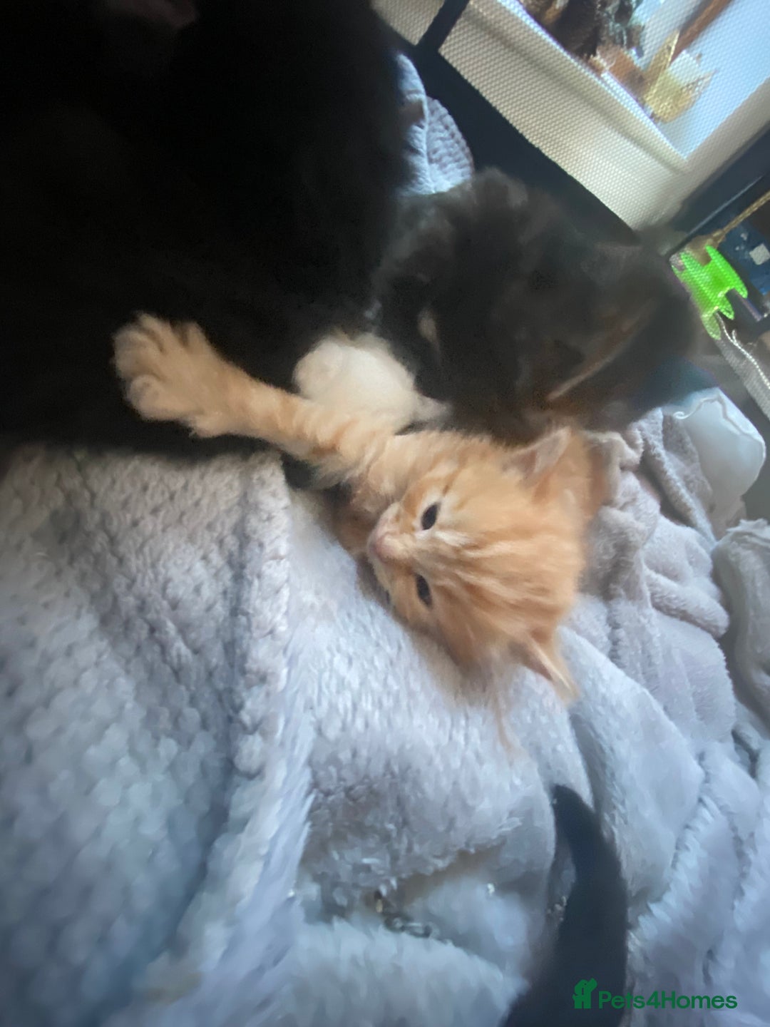 Mixed Breed cats for sale: 9 beautiful healthy kittens - Image 1