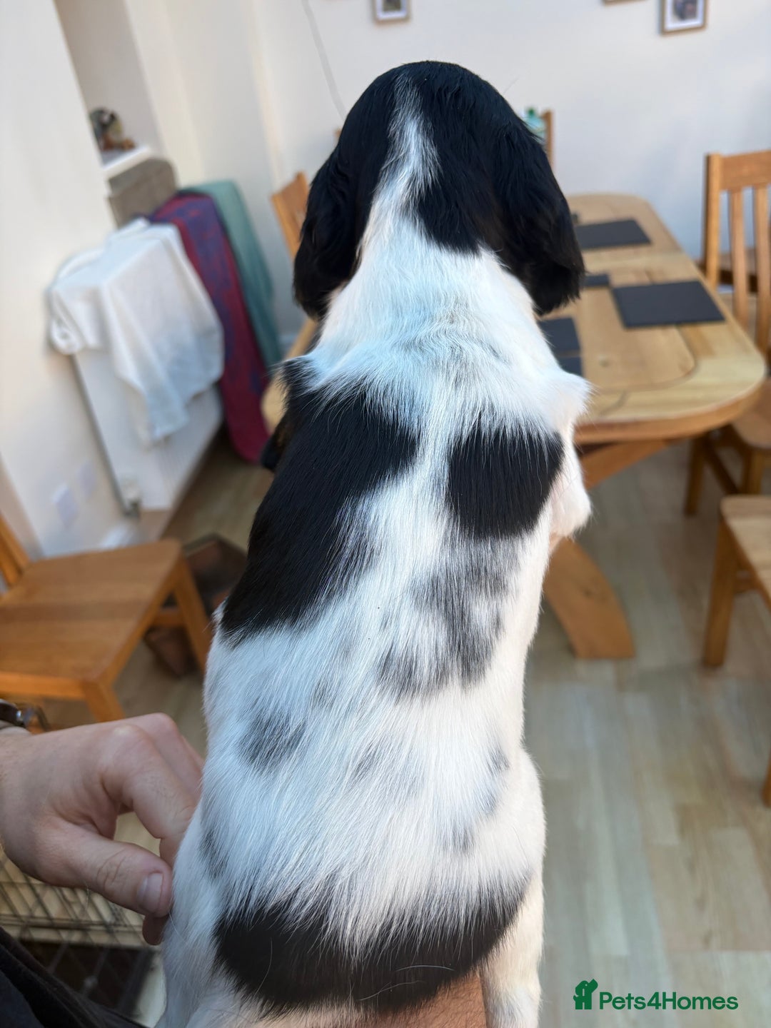 English Springer Spaniel dogs for sale: Springer Spaniel Puppies - mixed colours  - Advert 6