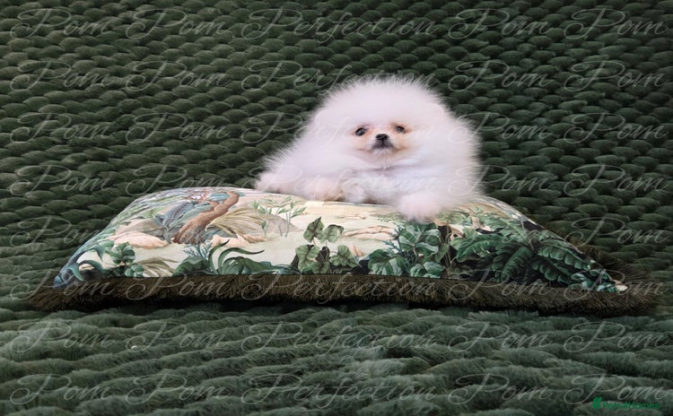 Pomeranian dogs - Advert 3