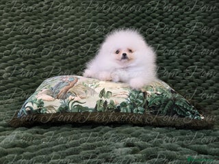 Pomeranian dogs - Advert 5