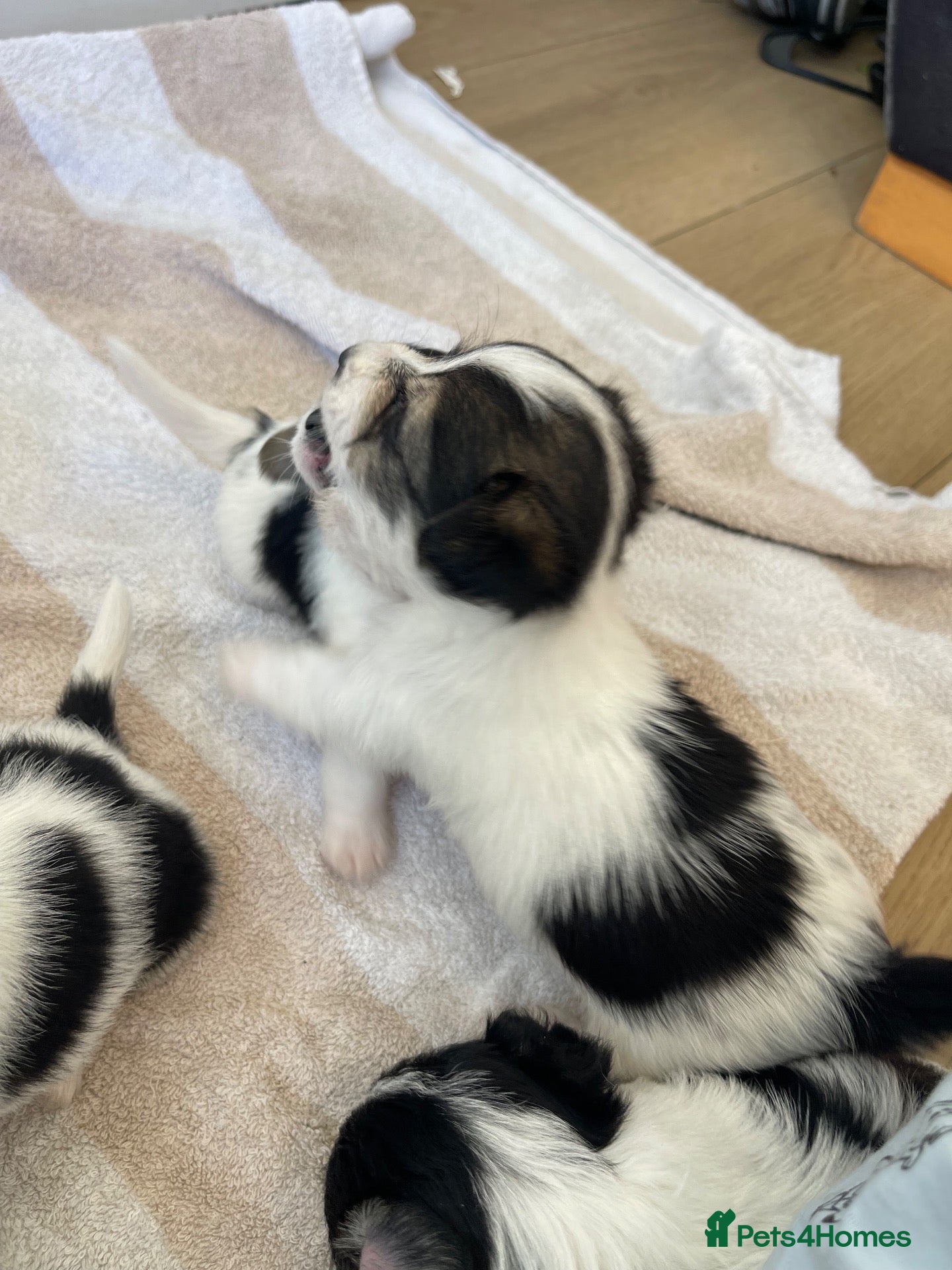 Mixed Breed dogs Litter of Sealyham cross cairn terrier puppies  - Advert 2