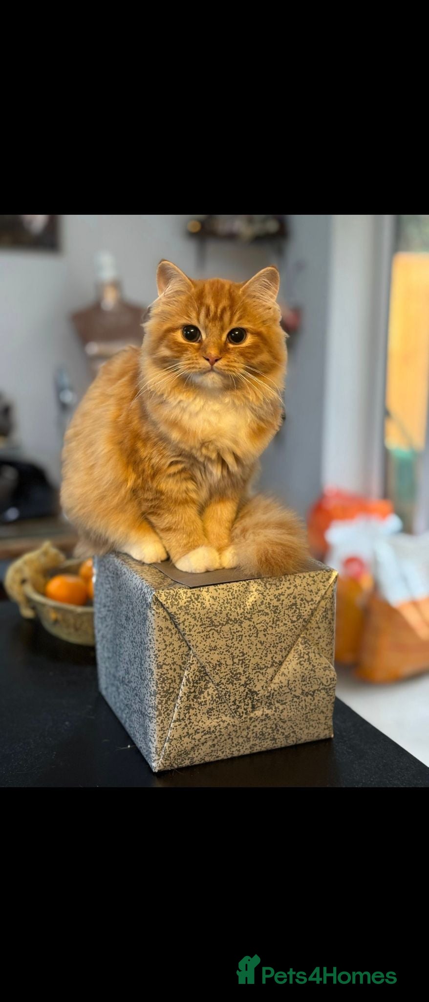 British Longhair cats Stunning fluff balls blh cross  - Advert 1