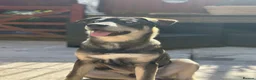 Mixed Breed dogs for sale: Red fox/husky male - Advert 2