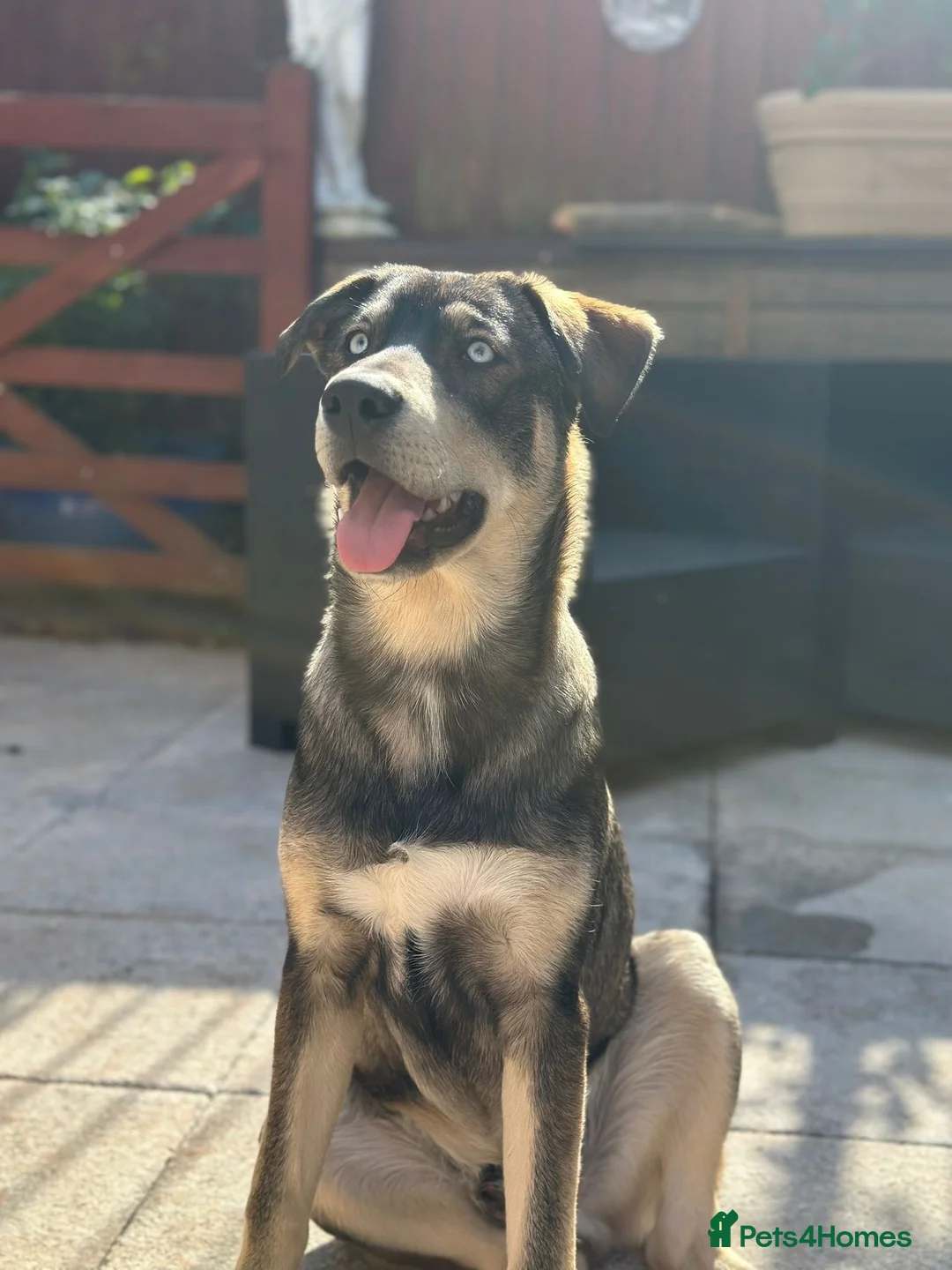 Mixed Breed dogs for sale: Red fox/husky male - Advert 2