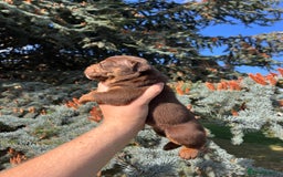 Olde English Bulldogge dogs for sale: RAINBOW OLD ENGLISH LITTER !!! - Image 16