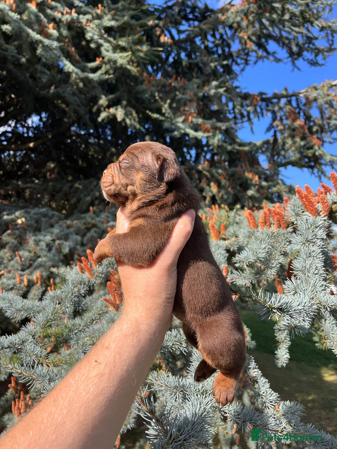 Olde English Bulldogge dogs for sale: RAINBOW OLD ENGLISH LITTER !!! - Image 16