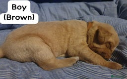 Labrador Retriever dogs for sale: Fox red labrador puppies - Advert 11