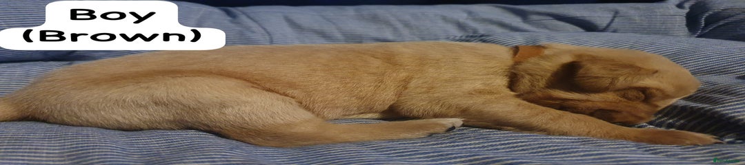 Labrador Retriever Puppy 7 (brown collar)