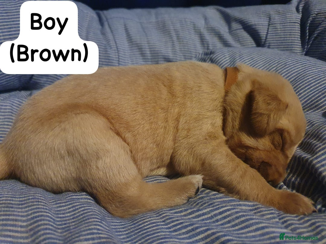 Labrador Retriever dogs for sale: Fox red labrador puppies - Advert 11