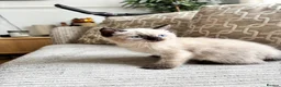 Ragdoll cats for sale: Ragdoll x mink tonkinese kittens  - Advert 4