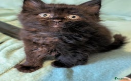 Mixed Breed cats for sale: Spynx X maincoon  - Image 11
