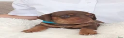 Dachshund dogs for sale: Stunning chunky Dachsund Puppies  in Braintree - Advert 14