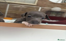 Italian Greyhound dogs for sale: Classic Italian greyhound babies  - Image 3