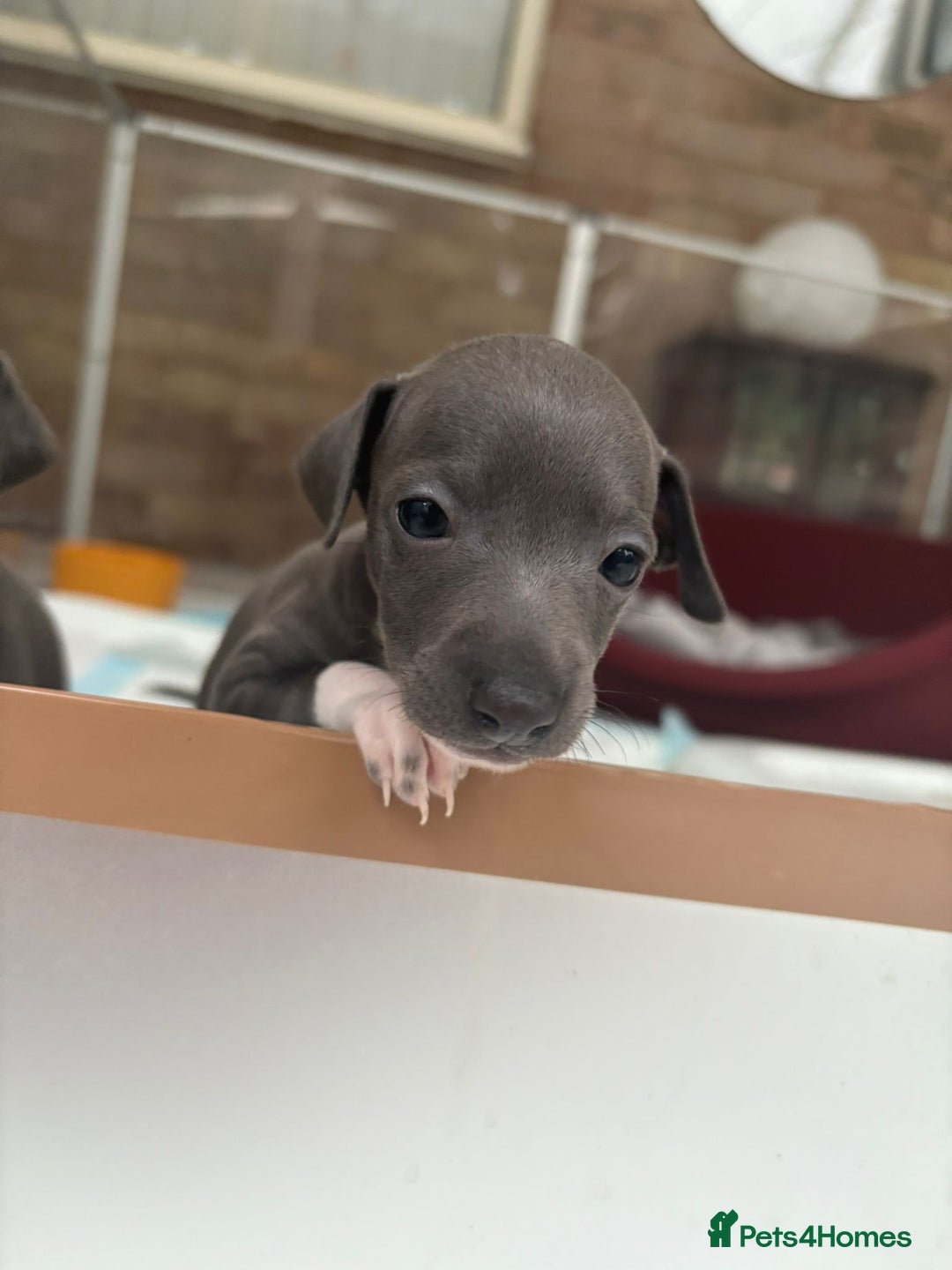 Italian Greyhound dogs for sale: Classic Italian greyhound babies  - Image 3