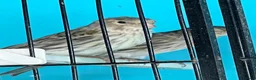 Canaries birds for sale: Young canaries  - Advert 9