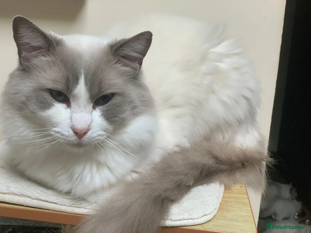 Ragdoll cats for sale: Beautiful Ragdoll kittens  - Advert 20