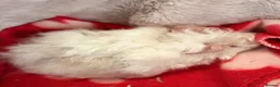 Guinea Pig rodents for sale: LOVELY BABY GUINEA PIGS - Advert 13