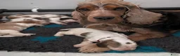 Cocker Spaniel dogs for sale: Beautiful Show Cocker Spaniel Puppies  - Advert 1