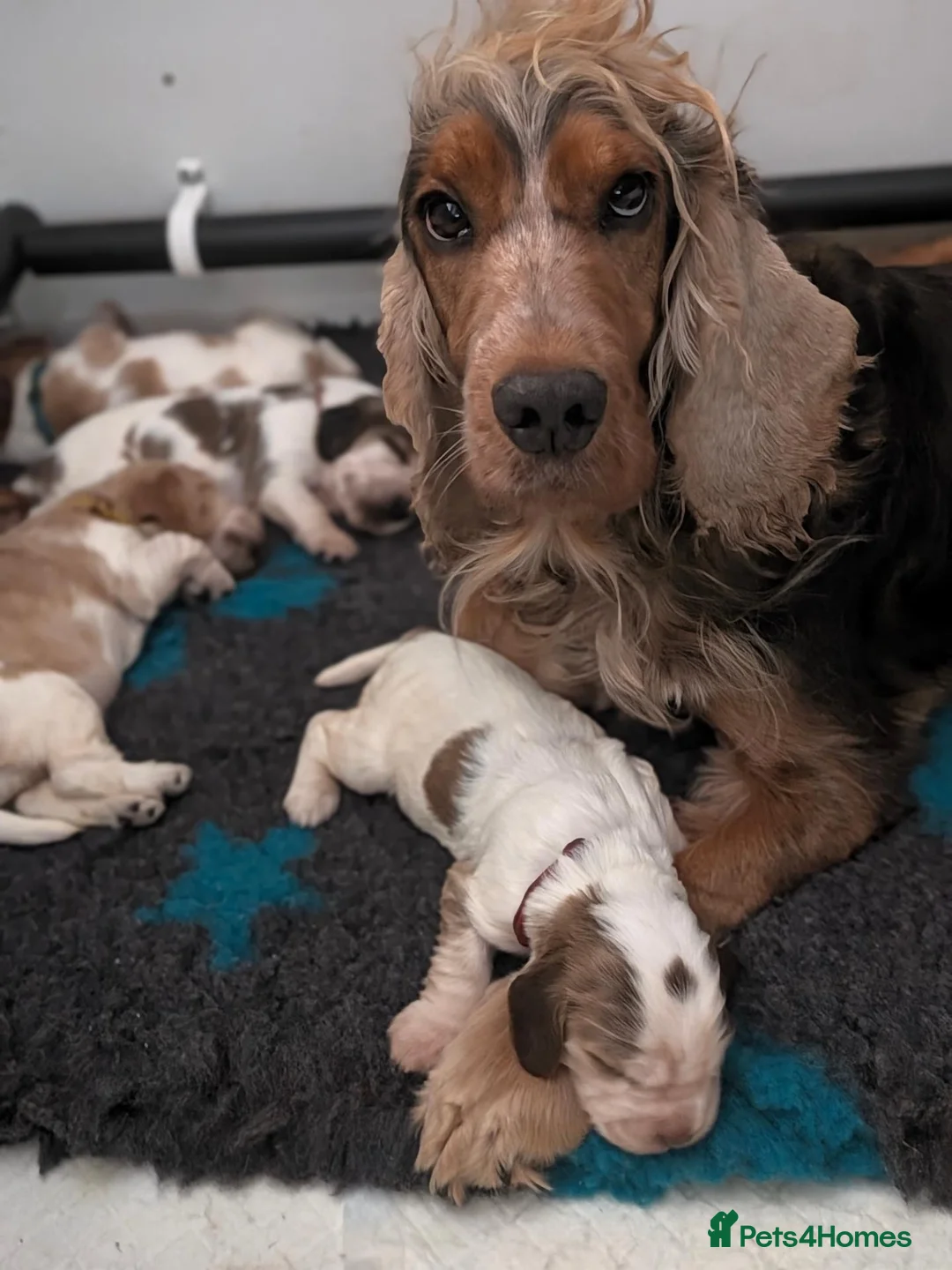 Cocker Spaniel dogs for sale: Beautiful Show Cocker Spaniel Puppies  - Advert 1