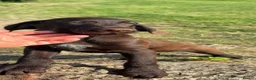 Mixed Breed dogs for sale: 💫3 Beautiful Pointer puppies💓💓💙💫 - Advert 2