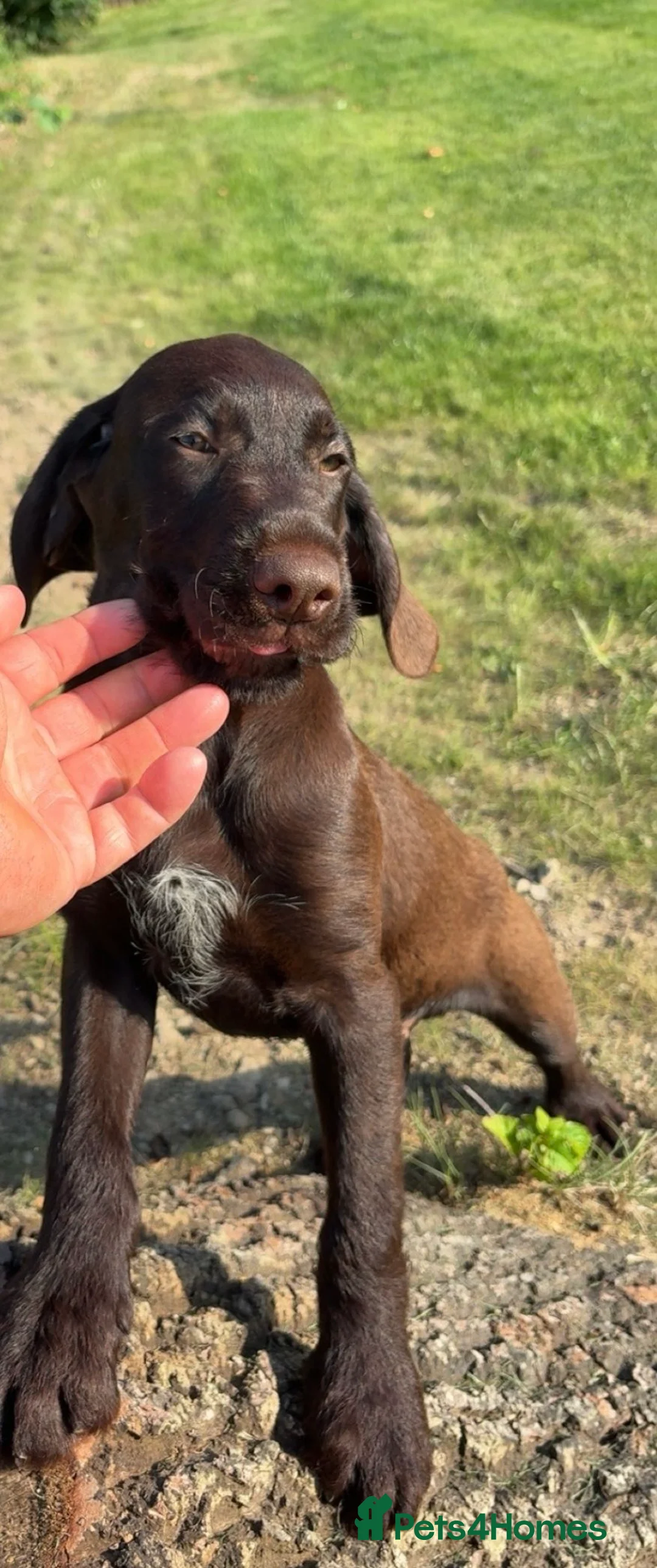 Mixed Breed dogs for sale: 💫3 Beautiful Pointer puppies💓💓💙💫 - Advert 2