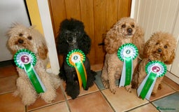 Miniature Poodle dogs for stud: KC reg fully health tested for stud BVA eye exam in Market Rasen - Image 13