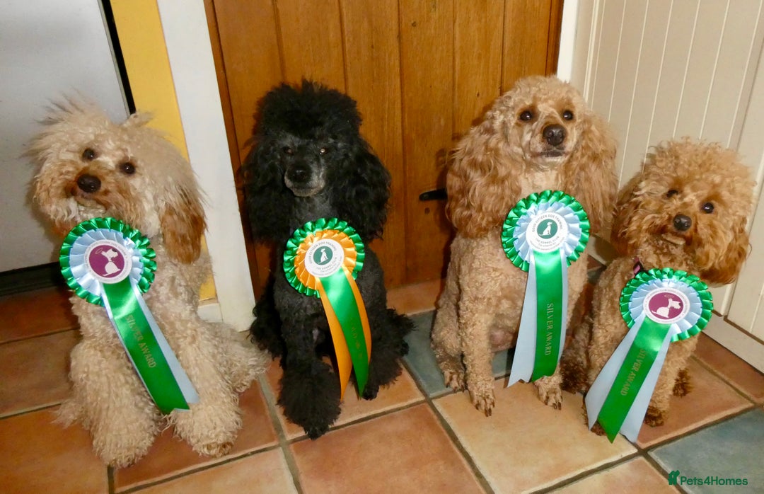 Miniature Poodle dogs for stud: KC reg fully health tested for stud BVA eye exam in Market Rasen - Image 13