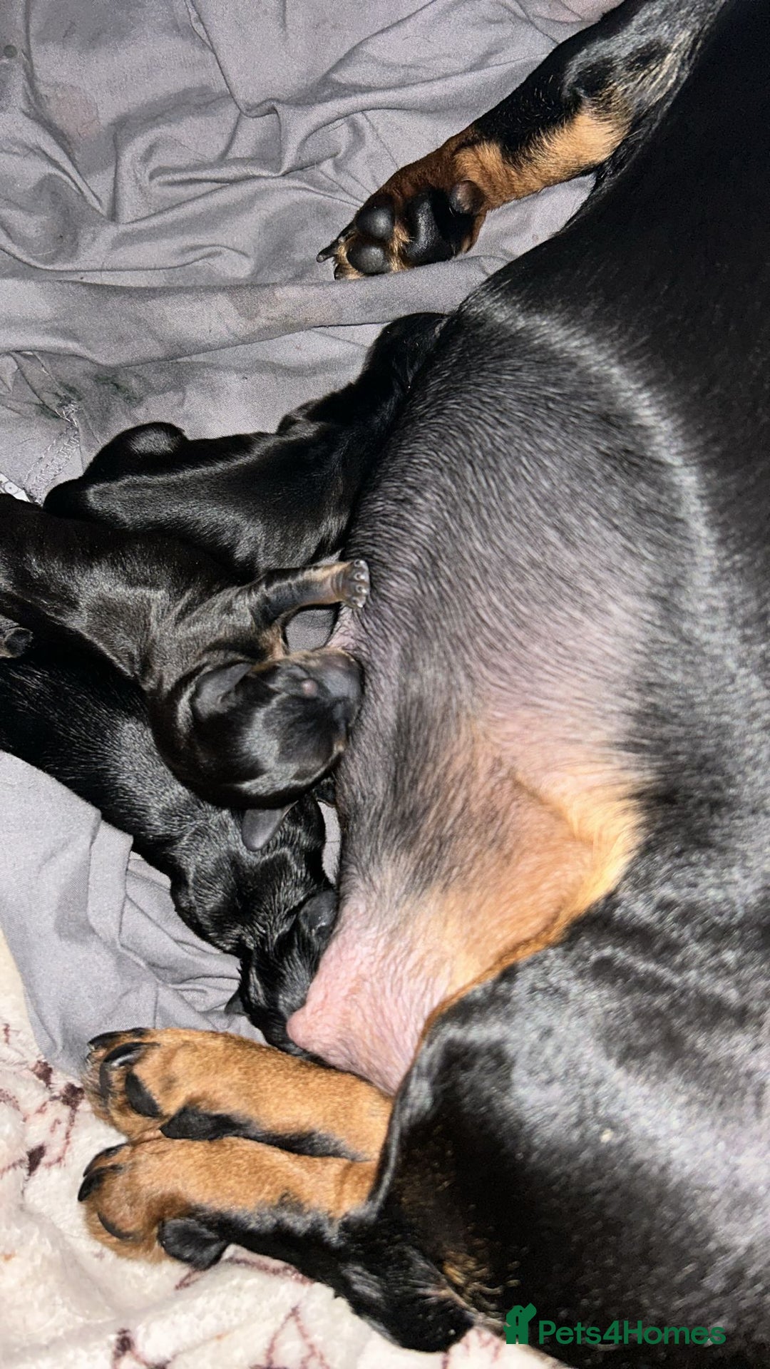 Dachshund dogs for sale: Dachshund pups for sale - Advert 7