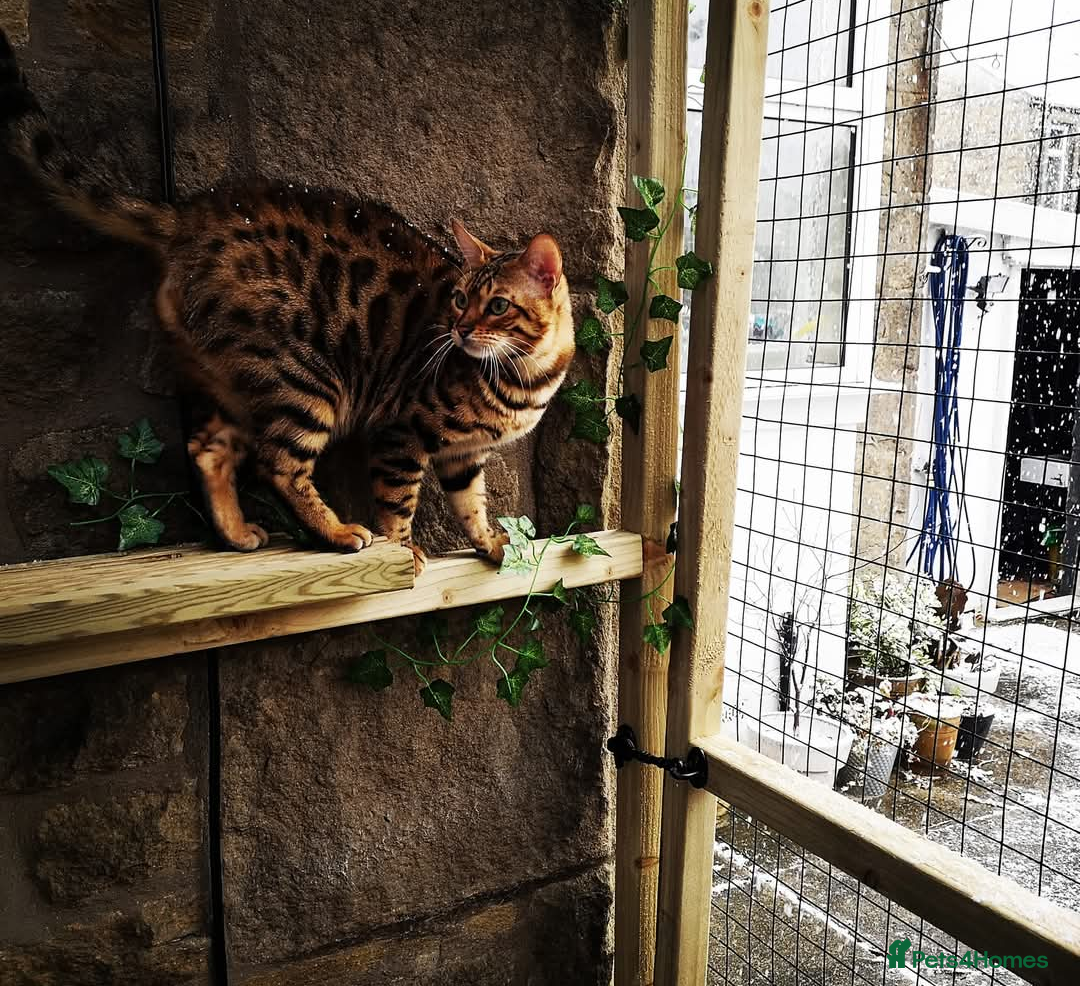 Bengal cats for sale: 🖤🤎🧡🤍Bengal sisters🤍🧡🤎🖤 - Image 3