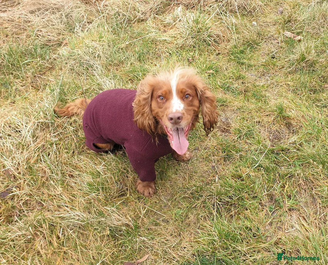 Cocker Spaniel dogs for stud: Bright handsome clever and loyal - Advert 13