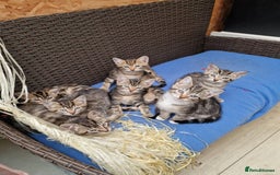 Mixed Breed cats for sale: 6 friendly tabby kittens - Image 20