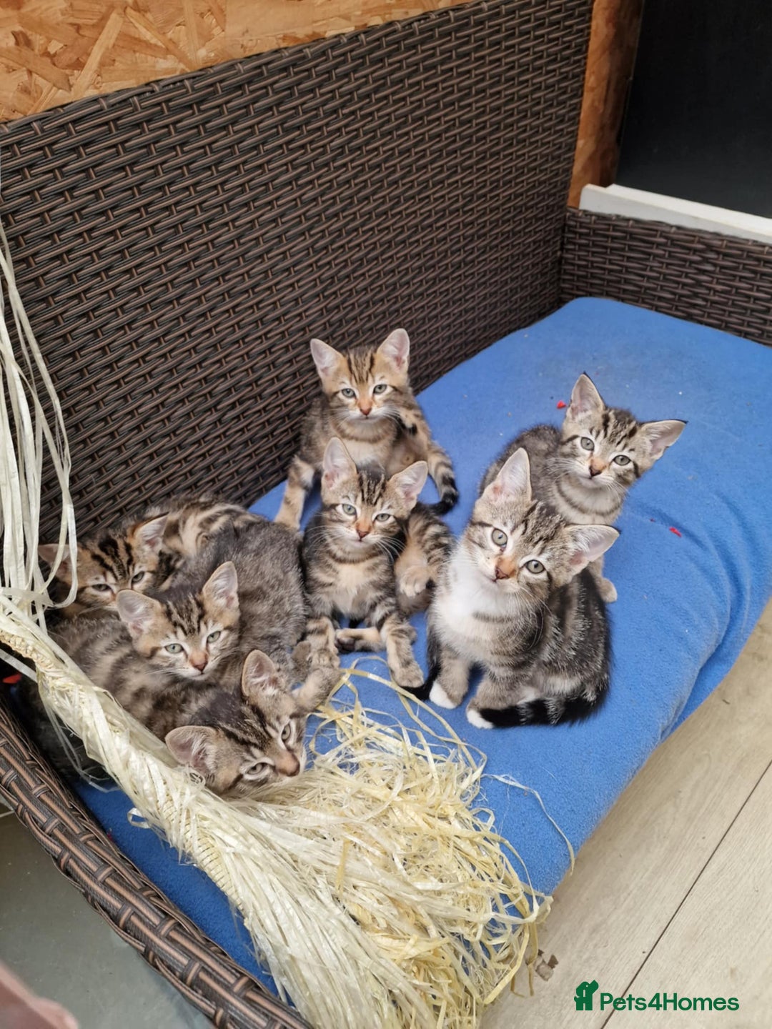 Mixed Breed cats for sale: 6 friendly tabby kittens - Image 20