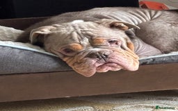 English Bulldog dogs for sale: Miniature Bulldog  - Advert 3