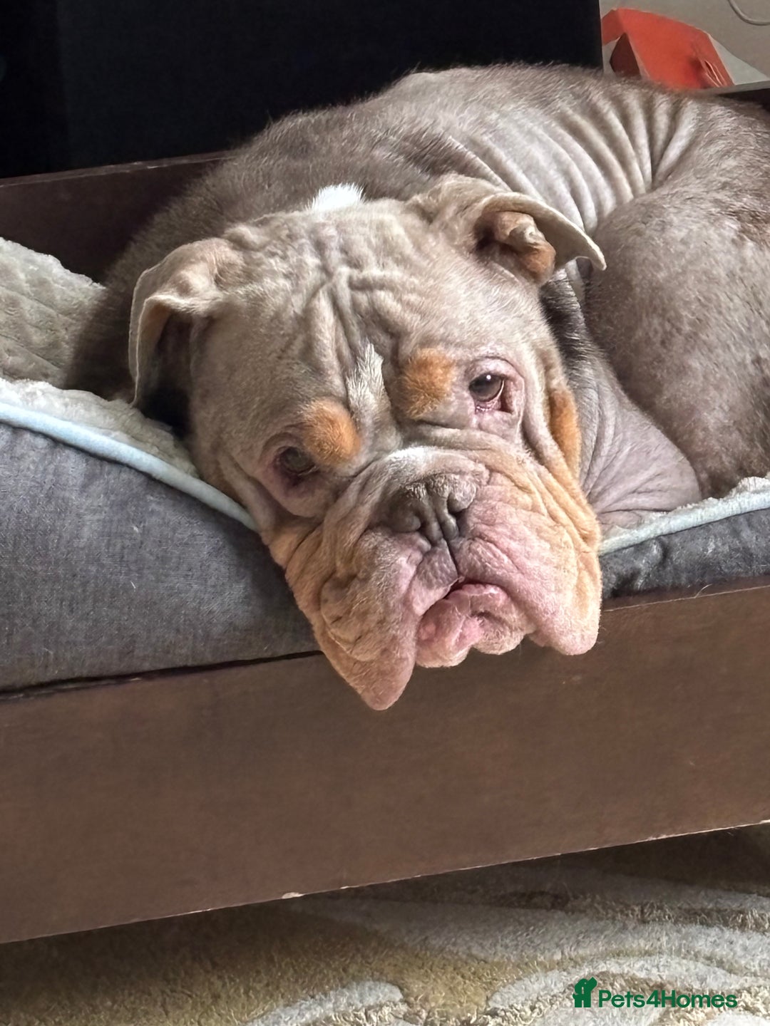 English Bulldog dogs for sale: Miniature Bulldog  - Advert 3