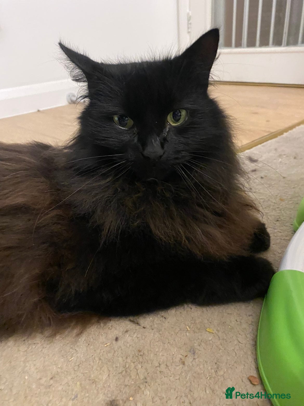 Maine Coon cats Black maincoon  - Advert 1