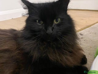 Maine Coon cats Black maincoon - Advert 2