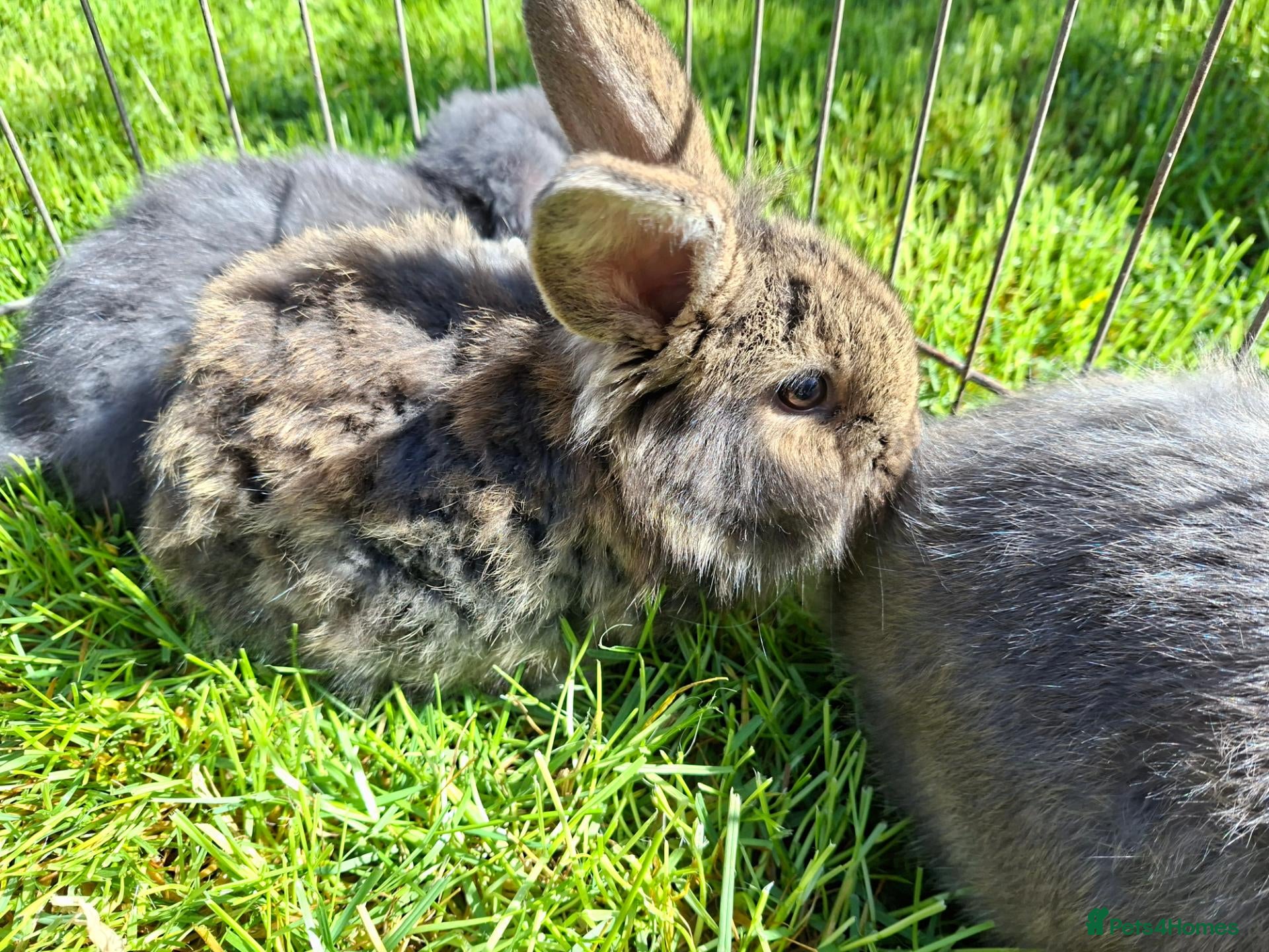 Mini Lop rabbits Pure breed minilop rabbits - Advert 1