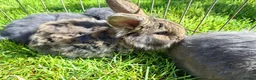 Mini Lop rabbits for sale: Pure breed minilop rabbits - Advert 1