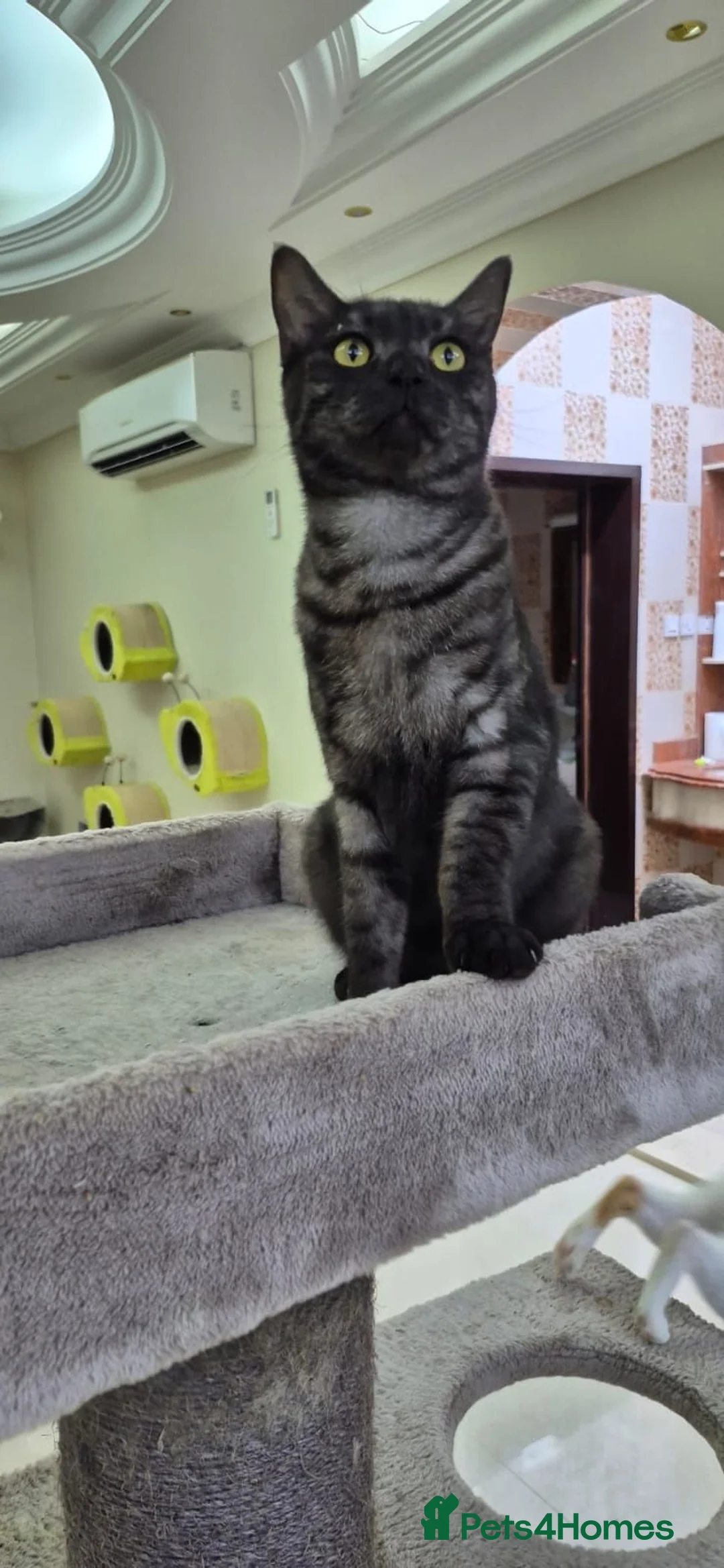 Mixed Breed cats for adoption: Baby Bear - Advert 2