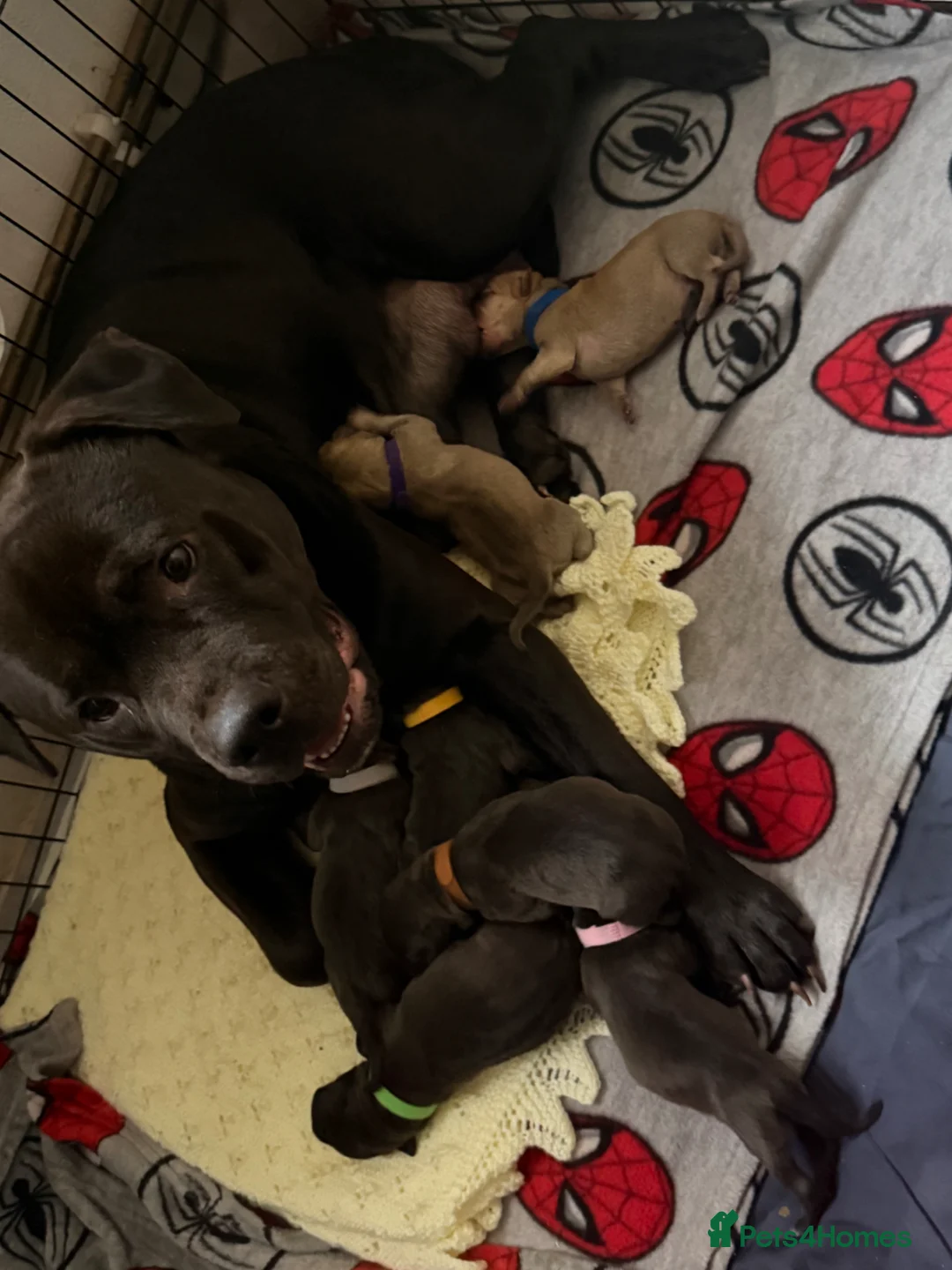 Mixed Breed dogs for sale: 8 adorable staff/lab mix pups!!! - Advert 2