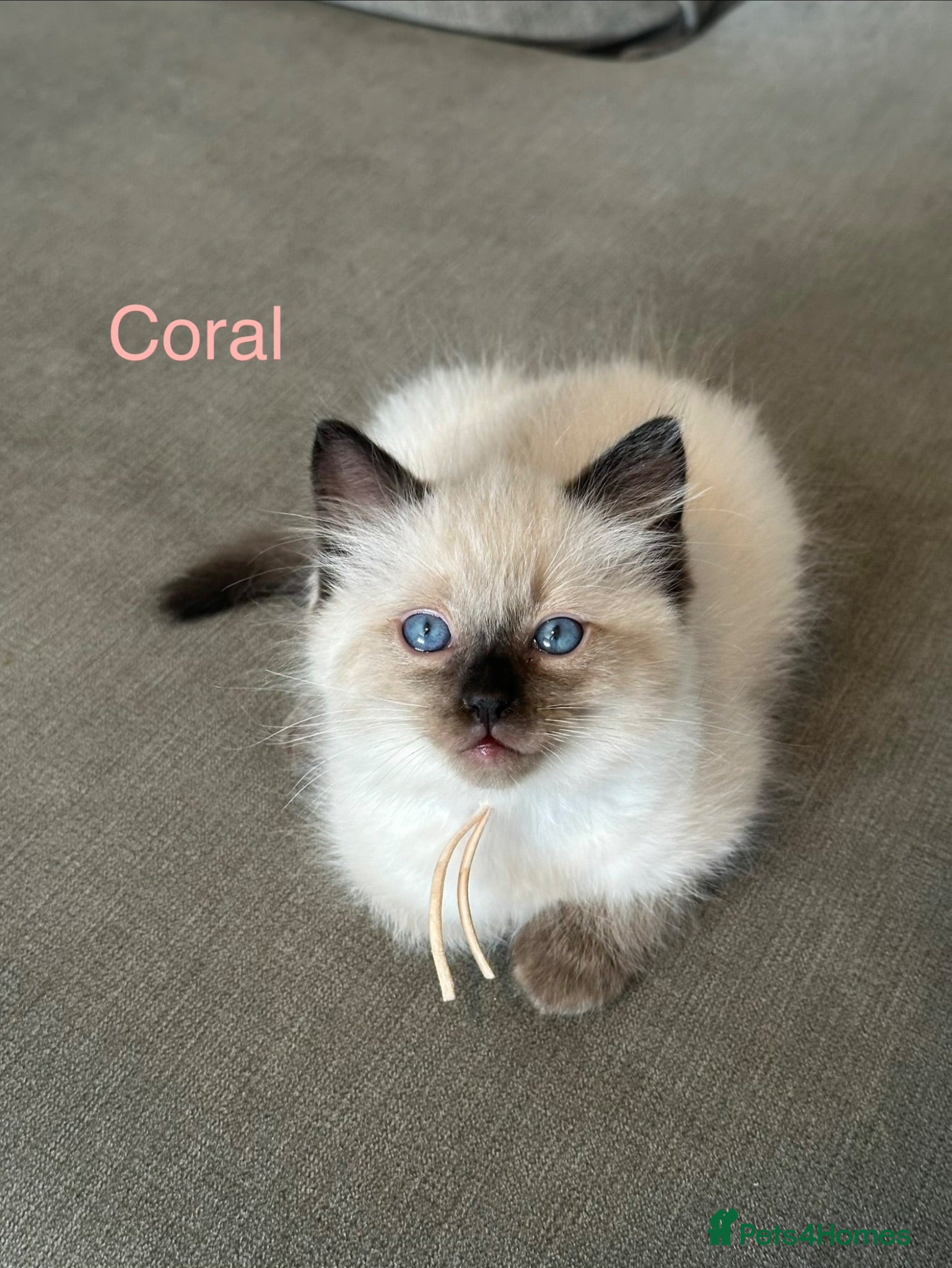 Ragdoll cats Ready Now, Seal-Point Ragdoll Kittens - Advert 6