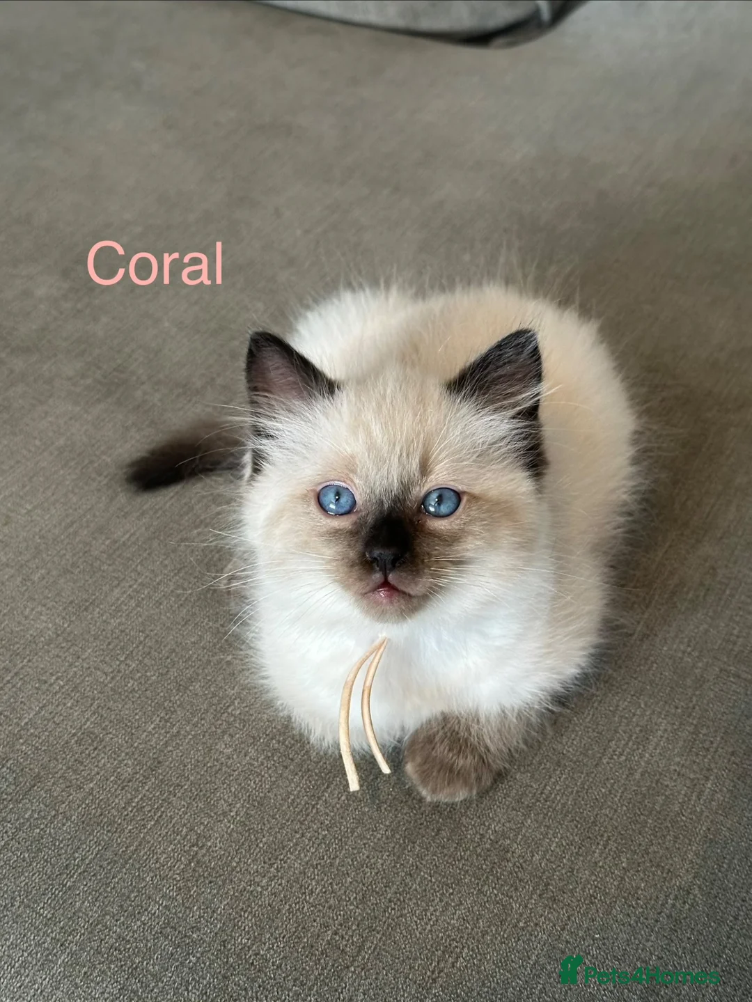 Ragdoll cats for sale: Ragdoll Kittens, Ready Now - Advert 1
