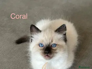 Ragdoll cats Ready Now, Seal-Point Ragdoll Kittens - Advert 6