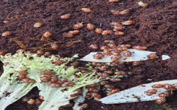 Snails invertebrates for sale: Giant African Land Snail babies - Image 4