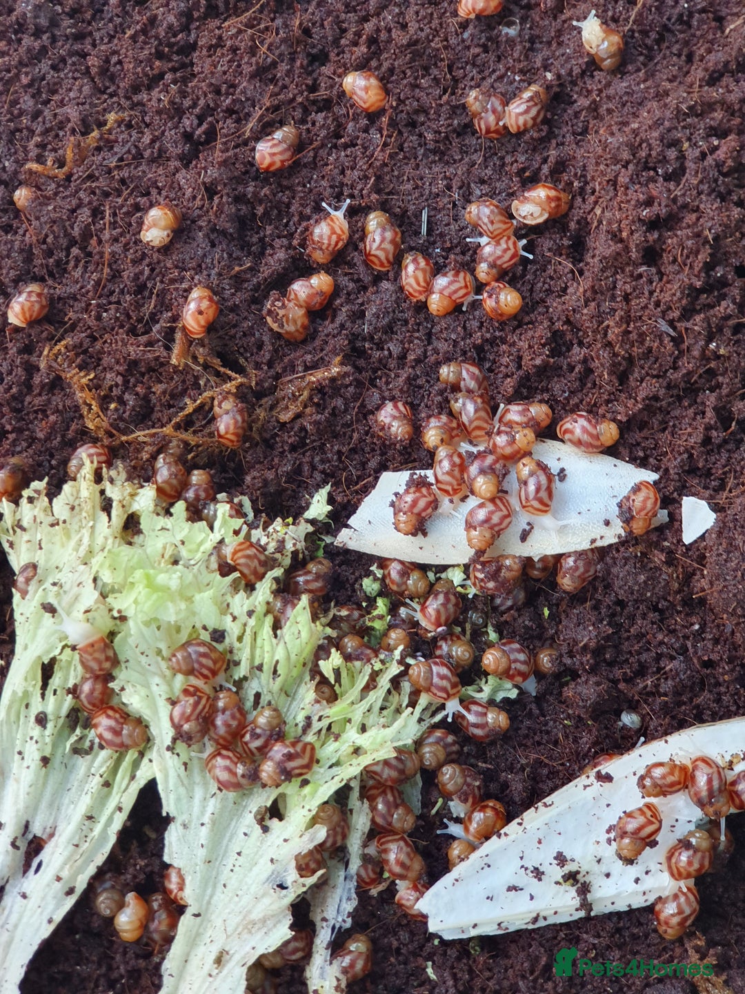 Snails invertebrates for sale: Giant African Land Snail babies - Image 4