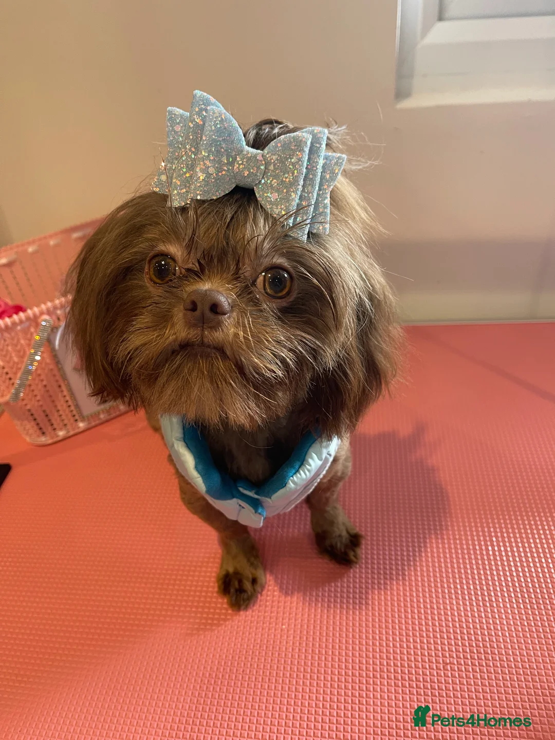 Shih Tzu dogs for stud: STUNNING CHOCOLATE IMPERIAL SHIHTZU OPEN AT STUD in Grays - Advert 20