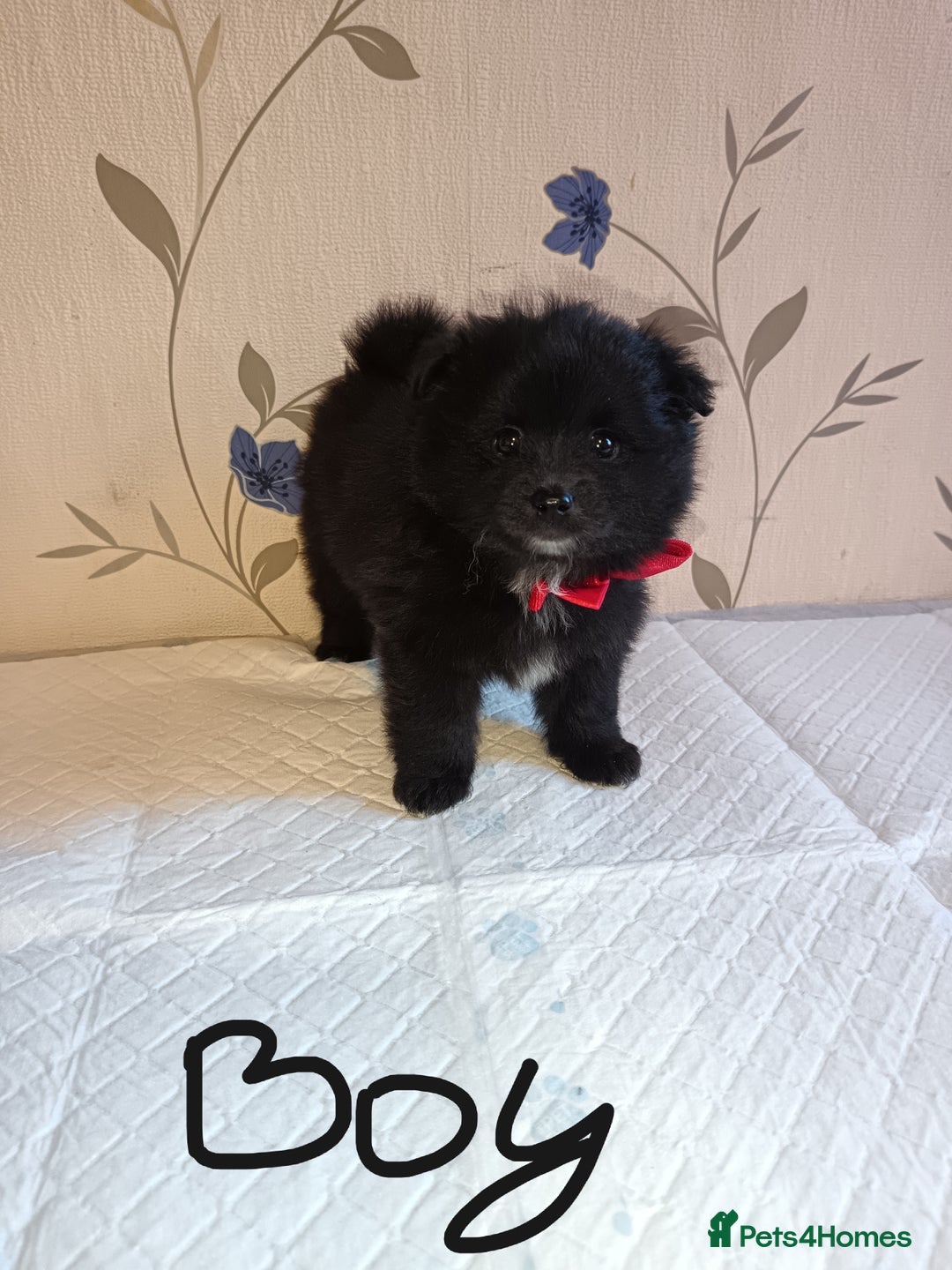 Pomeranian dogs for sale: Barnsley  - Advert 11