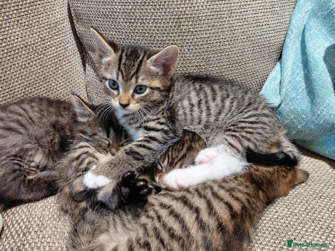 Maine Coon cats for sale: Half Maine Coon - Advert 10